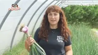 Cebolleta morada: m&aacute;s sabor, m&aacute;s jugosa y no pica