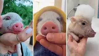 Os Porquinhos mais FOFOS do mundo #1 | Animais Fofos