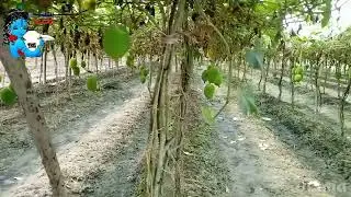 #viralvideo #asiafacts #agrotourism তুমি কৃষক বন্ধু...