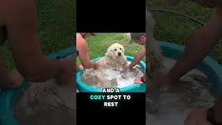 Unexpected Rescue: A Day That Changed a Dog&rsquo;s Life!!