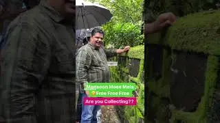 FREE Moss in Monsoon | How to Moss Terrarium #rain  #monsoon #like #terrarium #mayurdevaquascaper