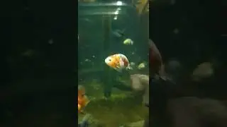 Ranchu geol geol