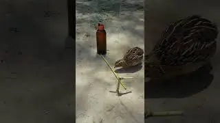 wooden quail trap tutorial #birdtrap #animaltrap #shorts