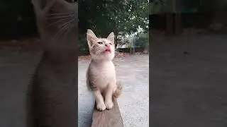 This surprised cat #animals #Funny #funnyanimals #love #cute #pets #cat #kitten #catvideos