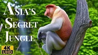 The Hidden Jungle of Asia Rare Birds and Wild Animals in Action