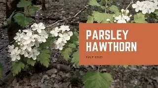 Parsley Hawthorn | Plant of the Month