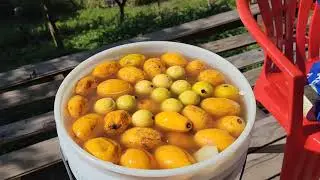 Making homemade wine for Christmas
