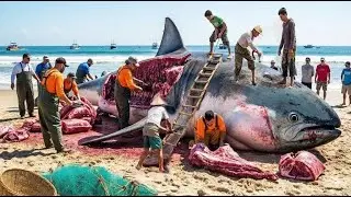Ocean Giants 🐋  How Fishermen Catch Giant Tuna in European Seas &ndash; Deep Sea Documentary