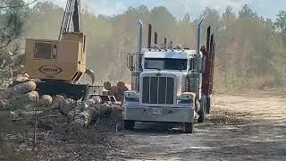 Georgia Timber Harvest With Copper Beech Farm