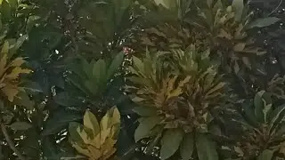 Rural moment watching free