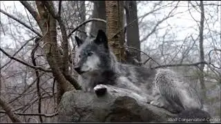 Keep howling