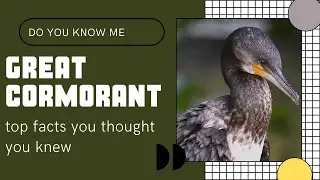 Great Cormorant facts🦩 Black Shag 🦩 Great Black Cormorant  🦩 Black Cormorant 🦩 Large Cormorant