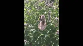 Bee in slow motion starts as a helikopter
