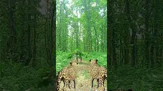 Lepord attack on jungle tree #vfx #jungle #viral #jungleadventure #wildlife #viralvfx #vfxcnv #cnv
