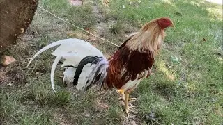 Cock Fighting Roosters Crowing Compilation! | Vyper's Farm 2020