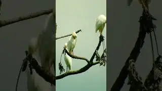 Great White Egreat Sound / @madhur000 #shortsfeed #youtubeshorts #nature #cutebirds #bird