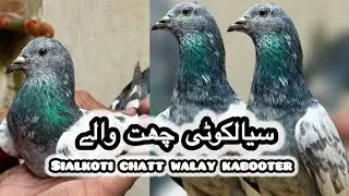 Sialkoti chatt walay asil kabooter + asil chaudhery walay teddy 💯% resulted jordon walay kabooter