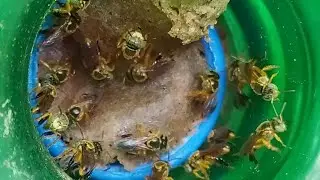 Jata&iacute; Macho. Como identificar o Zang&atilde;o da abelha Jata&iacute;