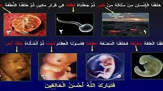 الفرق بين مراحل تكون الجنين في القرآن والكتاب المقدس