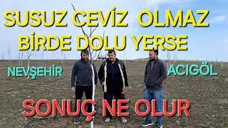 SUSUZ CEVİZ OLMAZ BİRDE ÜSTÜNE DOLU YERSE NEVŞEHİR ACIGÖL
