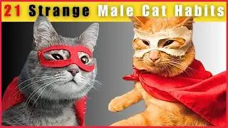 21 Surprising Facts About Male Cats (#7 is Disturbing)