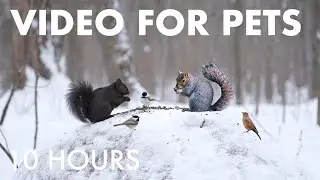 Cat TV for Pets to Watch 🐱 - 10 Hours of Beautiful Forest Animals in Falling Snow - Feb 05, 2026