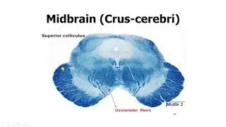 Brainstem Histology