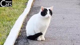 Street Cats Documentary 🐈 | 30 Minutes of Stray Cats on the Streets