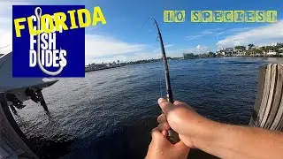 Multi Species FISHING in Brackish FLORIDA Waters