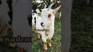 Your name your goat!! | pt 16! #fypシ #shorts #viral #beautifullgoats #goats #trending #goatfarm