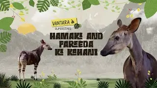 Hamaki and Fareeda the Okapis | Vantara ke Superstars