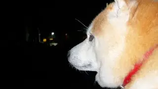 Shibe takes too long to prepare to get wet in the light rain