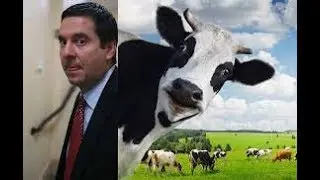 Devin Nunes Sues His Cow (And Twitter)
