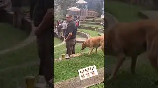 🐕Dog stealing food 🍲