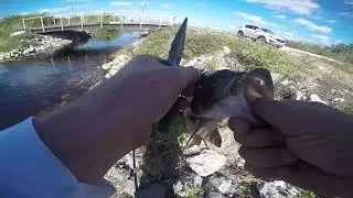Winter Jerkbait Fishing L67 Canal Water Levels LOW (Florida, Everglades - Tamiami Trail)