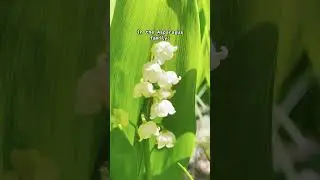 Nature&rsquo;s Cool: Lily of the Valley
