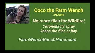 Citronella fly spray for horses!