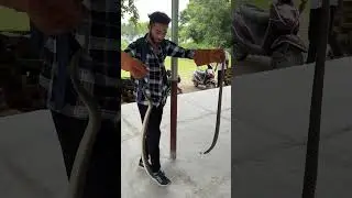 water snake 🐍#viralvideo #sorts #dangerous #youtubeshorts #views