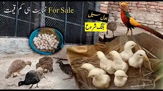 Teetar Bird - Other Birds for sale in Lahore || Cargo All Over In Pakistan || Contact 0331 4957619