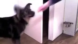 Leer je hond in 15 minuten op commando de deur dicht doen.