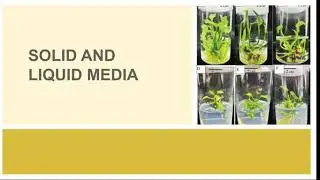 Solid and liquid media - Part 2