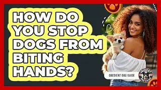 How do you stop dogs from biting hands?
