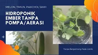 #HIDROPONIK #KRATKY | Pertama Nanam Hidroponik Melon, Timun, Pakchoi, Sawi, Pare, Kacang Tanpa Pompa
