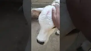 Cute White Calf 😍 #calf #cute #loveanimals #respectanimals #viralshort #shorts