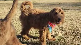 Standard Goldendoodles Oklahoma 