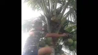 Hombre en palma gigante