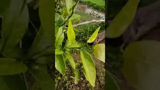 plants videography #1millionviews #viralshorts #shorts #cloudy #plants #videography