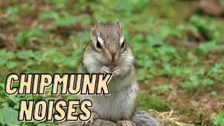 Eastern Chipmunk Noises Sound Video By Kingdom Of Awais