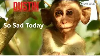 Poor Dustin Baby Monkey Very Sad , Dustin Want To Finding His Mom But His Face So Cute