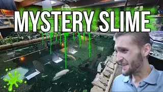 Mystery Slime plagues the 58,000 gallon Monster Pond